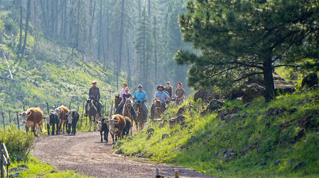 Cattle Round Up Arizona Dude Ranch