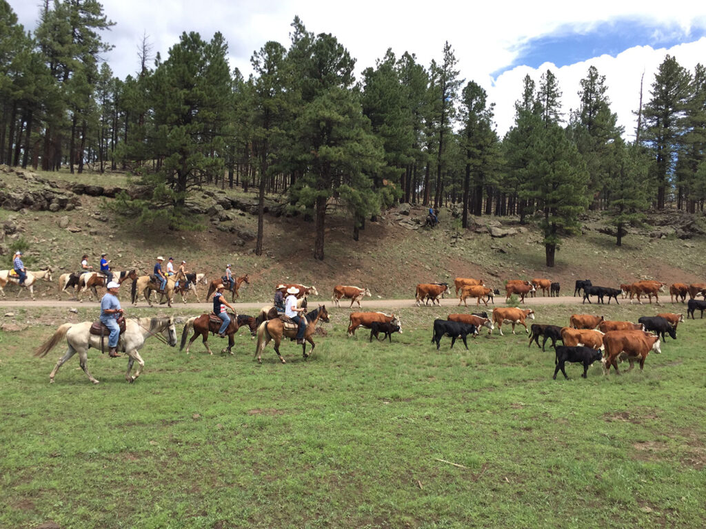 Cattle Round up 1 Arizona Dude Ranch