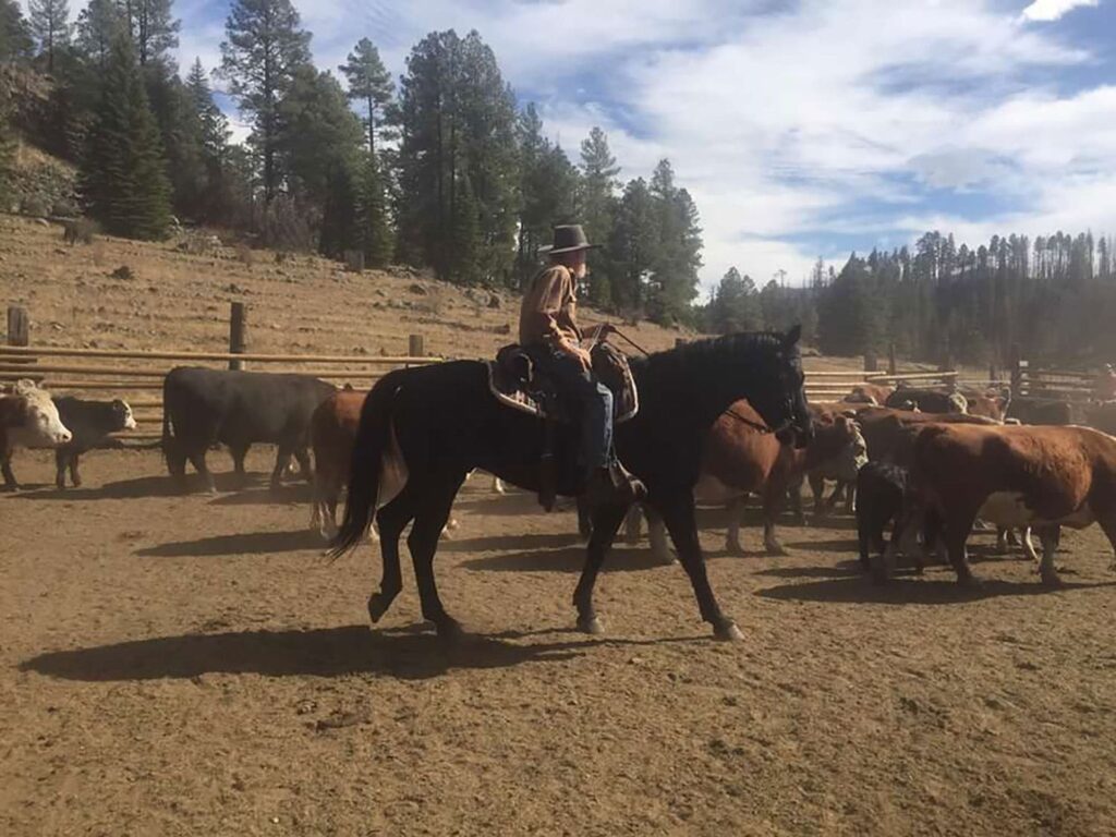 Cattle Roundup in Arizona