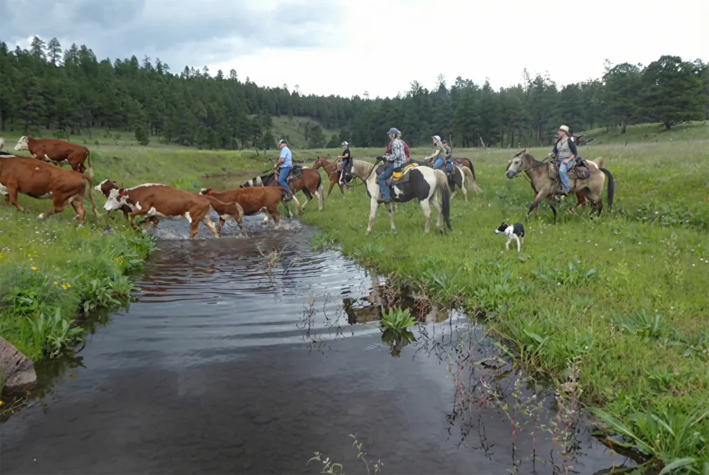 Cattle Roundup in Arizona