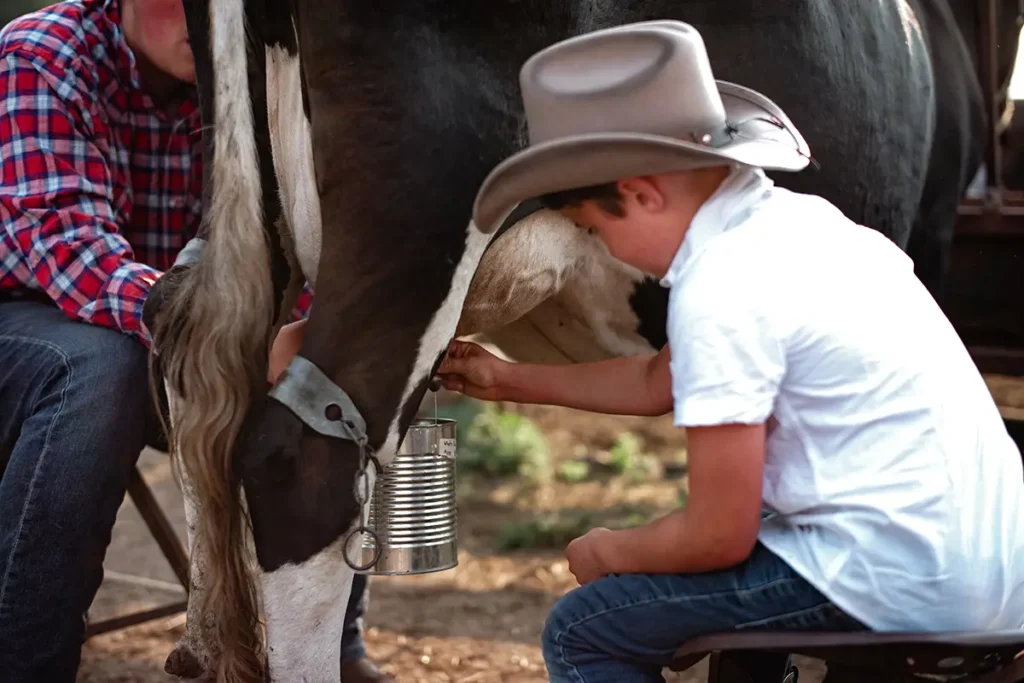 A young boy in a cowboy hat manually milking a cow into a metal bucket on a farm.