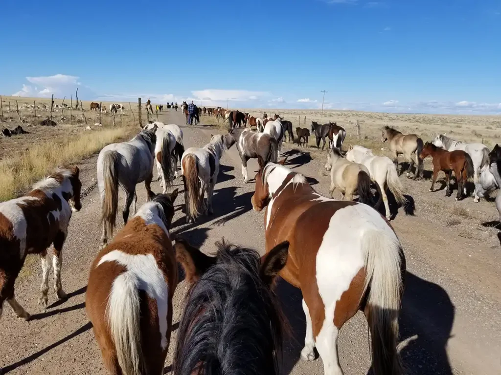 gallery horsedrives Behind horses rode gate lower pasture 2 Arizona Dude Ranch